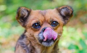 Почему собака часто облизывается: Все причины и решения