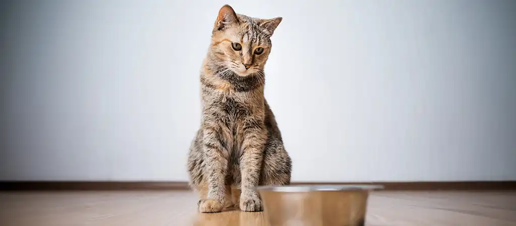 Почему кошка не ест